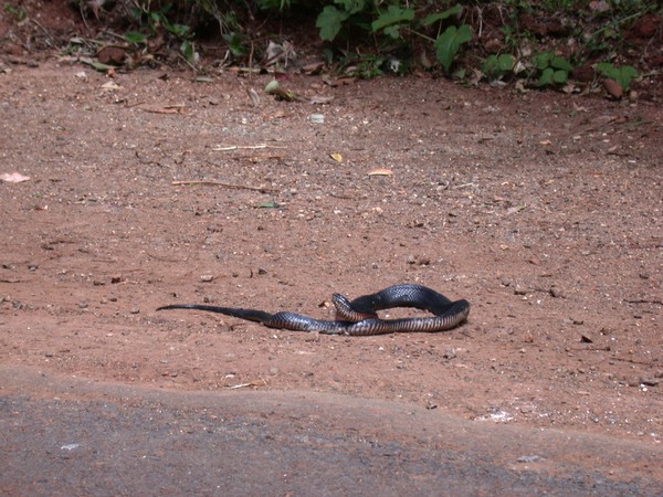Red Bellied Black Snake